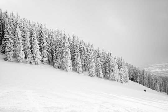 Black and white photo of steamboat ski area with many snow covered pine trees