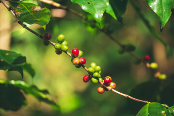Ripe Red coffee bean berry plant fresh seed coffee tree growth in green eco organic farm. Close up red ripe seed robusta arabica berries harvest for  coffee garden. Fresh coffee bean green leaf bush