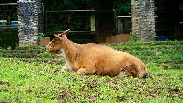 Javanese bull or Bos javanicus sitting on the grass.