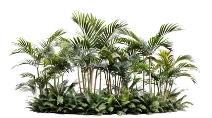 Group of tropical palm trees with detailed foliage, isolated on white background