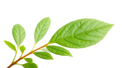 Fresh green leaf on a white background, showing intricate veins and a smooth texture, growth, environmental, white background