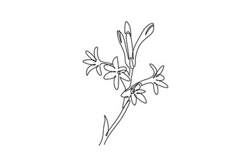 Single continuous line drawing beauty fresh polianthes tuberosa for home decor art wall poster. Decorative tuberose flower concept for invitation card. One line draw graphic design vector illustration