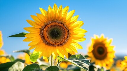 Obraz premium Bright sunflower in a field under a clear blue sky.
