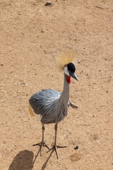 East African Crowned Crane