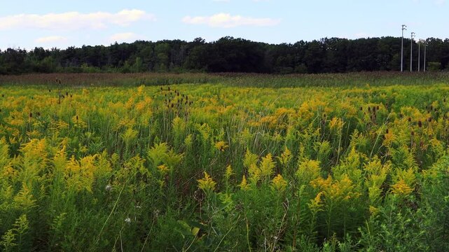 View of flowering meadow of Galium verum, lady's bedstraw or yellow bedstraw. Galum verum is a herbaceous perennial and healthy plant.