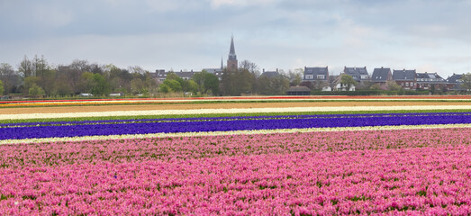 Sacred Heart of Jezus church and Tulip fields in De Zilk town, The Netherlands. © SNEHIT PHOTO