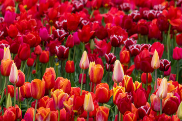 Close up view of pink, white and yellow tulip flowers.