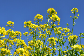 菜の花