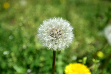 タンポポの綿毛