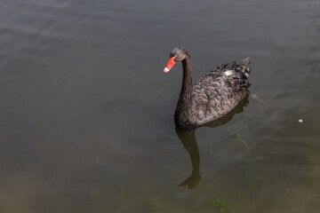 Fototapeta premium Black swan swimming on a lake 