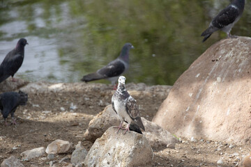 Pigeons resting on a rock

