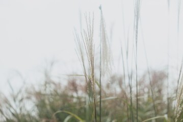 Fototapeta premium A Gentle Breeze Flows Over the Tall Grasses Under Soft and Warm Lighting Conditions