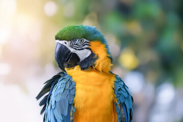 Close up shot of colorful Macaw bird