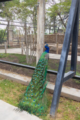 Obraz premium Peacock, male peafowl at the zoo