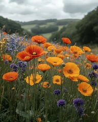 Obraz premium Vibrant orange poppies bloom in a wildflower meadow.