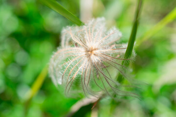 ふわふわ綿毛のクローズアップ写真