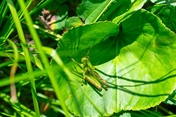 葉っぱでくつろぐ昆虫バッタ