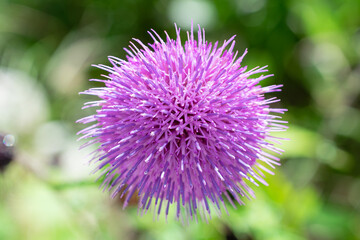 刺々しい紫色の丸い花
