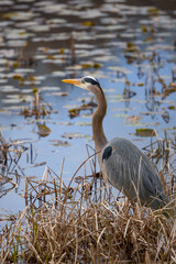 Close up shot of Great Blue Heron in the marsh