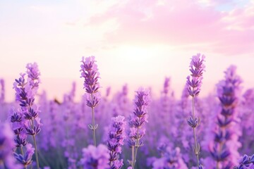 Fototapeta premium Lavender sky backgrounds landscape.