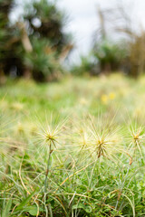 Photo of the Spinifex littoreus plant on the beach. It still looks fresh green.
