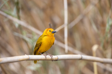 Taveta golden weaver, yellow bird close-up