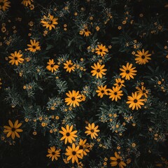 Beautiful Yellow Black Eyed Susan Flowers Against Dark Green Background