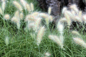Wild grasses sway gently in the coastal breeze of Salou, Spain on a sunny afternoon