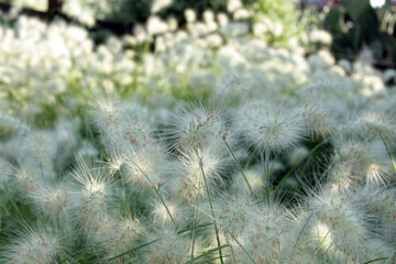 Beautiful fluffy plants in Salou, Spain create a serene natural setting