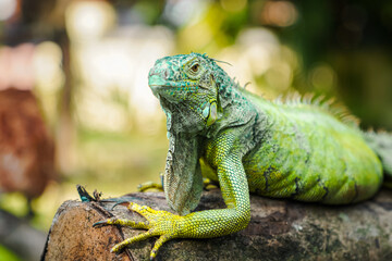 Beautiful green iguana on tree trunk (iguana iguana). Reptile animal in green park nature. 