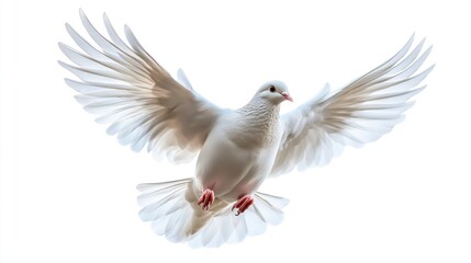 Fototapeta premium White Dove in Flight
