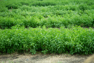 Photo of basil plants in the garden.