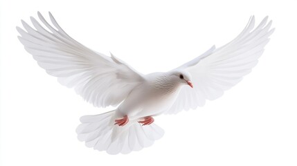 Fototapeta premium White Dove in Flight