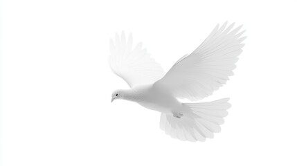 Fototapeta premium White Dove in Flight