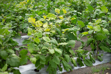 Photo of eggplant plants in the garden.