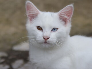 White cat with different colored eyes are also called odd eye cats or heterochromia. 