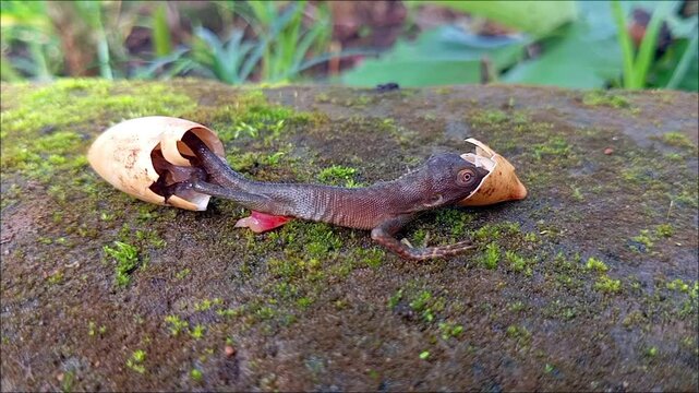 chameleon eggs hatch on the ground