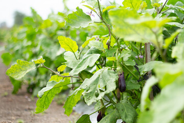 Photo of eggplant plants in the garden.