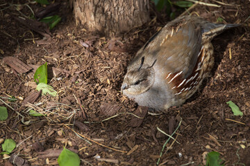 Common Quail resting on the ground