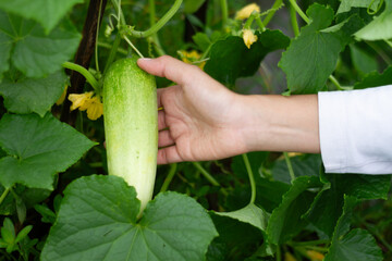 Photo of hands holding cucumbers on the tree.