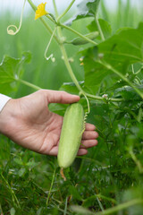 Photo of hands holding cucumbers on the tree.