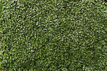 green leafs texture brackground for with some shine iluminations.