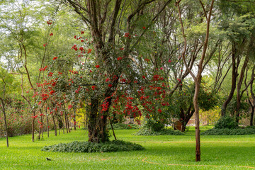 amazing green garden with trees and red flowers on spring season.