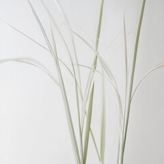 Fototapeta premium plant for cooking