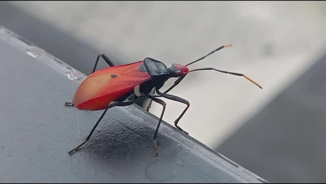 red bug on the wall