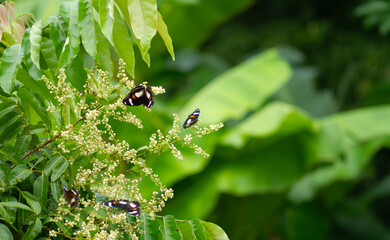 Photo of Common eggfly butterfly on longan flowers.