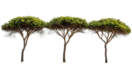 Tranquil landscape of pine trees nature scene minimalist view serene environment outdoor photography