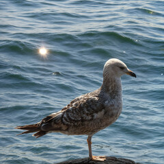 Fototapeta premium Seagull on the Black Sea. European herring gull Larus argentatus. Istanbul 2013. Photo of bird in nature enhanced with AI