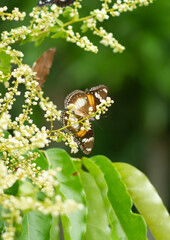 Photo of Common eggfly butterfly on longan flowers.