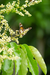 Photo of Common eggfly butterfly on longan flowers.